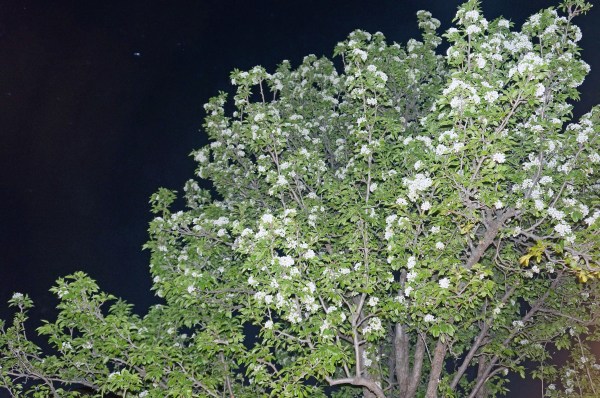 Pear Tree - Spring 9